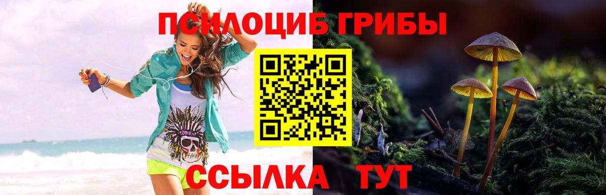 Псилоцибиновые грибы Psilocybine cubensis Знаменск